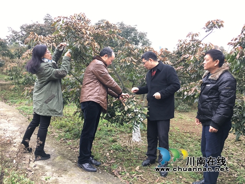 泸县农林局调研龙眼冻害受灾情况