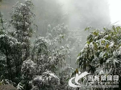 立春日下雪&nbsp;宜宾蜀南竹海白雪皑皑美如画(图1)