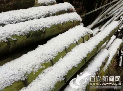 立春日下雪&nbsp;宜宾蜀南竹海白雪皑皑美如画