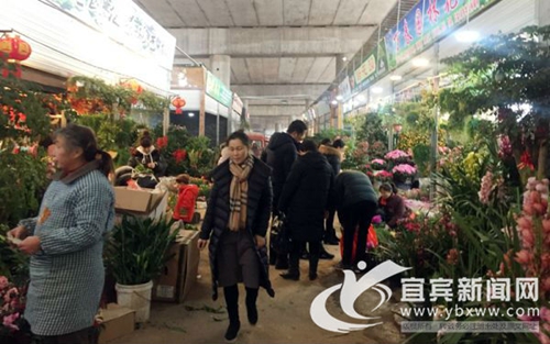 宜宾:春节临近花市人气旺 喜庆花卉装点新家(图1) 宜宾:春节临近花市人气旺 喜庆花卉装点新家(图1)
