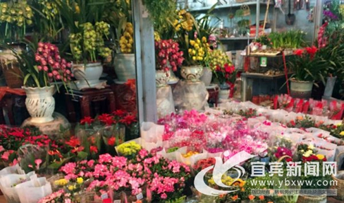宜宾:春节临近花市人气旺 喜庆花卉装点新家(图2) 宜宾:春节临近花市人气旺 喜庆花卉装点新家(图2)