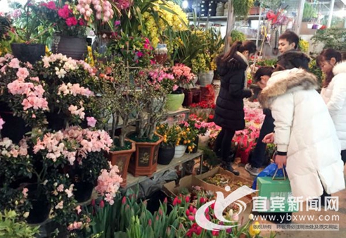 宜宾:春节临近花市人气旺 喜庆花卉装点新家(图3) 宜宾:春节临近花市人气旺 喜庆花卉装点新家(图3)