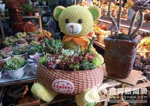 宜宾:春节临近花市人气旺 喜庆花卉装点新家(图4) 宜宾:春节临近花市人气旺 喜庆花卉装点新家(图4)