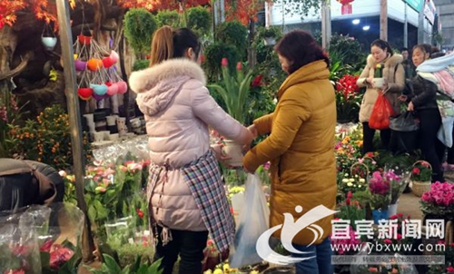 宜宾:春节临近花市人气旺 喜庆花卉装点新家(图5) 宜宾:春节临近花市人气旺 喜庆花卉装点新家(图5)