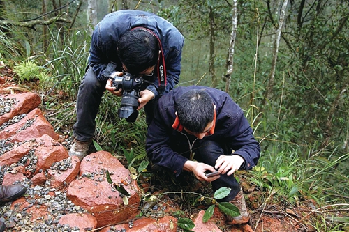 中草药图谱挖掘医用“宝藏”&nbsp;泸州民间药人助攻医药研究(图9)