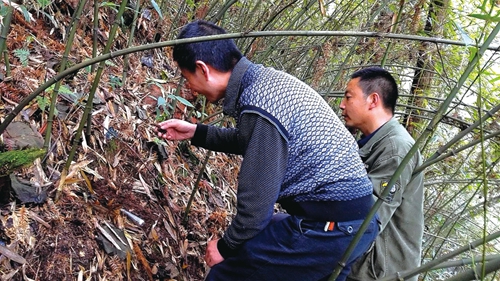 中草药图谱挖掘医用“宝藏”&nbsp;泸州民间药人助攻医药研究(图10)