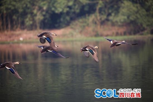 上万只水鸟宜宾越冬 大天鹅首次在宜宾发现(图1) 上万只水鸟宜宾越冬 大天鹅首次在宜宾发现(图1)