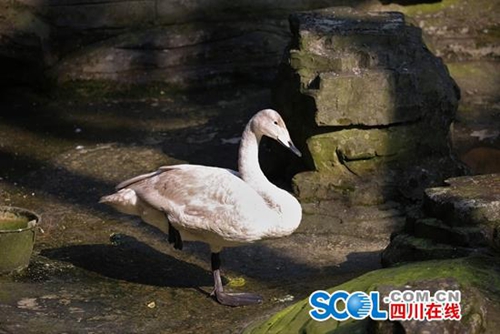 上万只水鸟宜宾越冬&nbsp;大天鹅首次在宜宾发现
