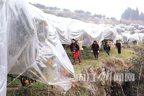 内江市东兴区千亩柑橘错峰上市(图3) 内江市东兴区千亩柑橘错峰上市(图3)