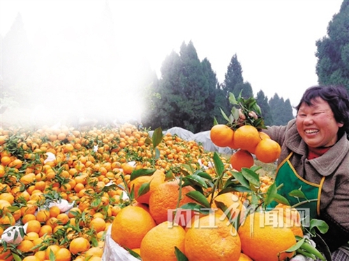 内江市东兴区千亩柑橘错峰上市(图4) 内江市东兴区千亩柑橘错峰上市(图4)