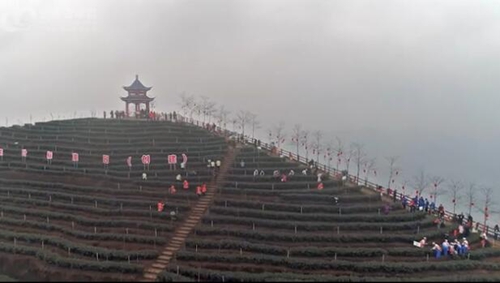 航拍宜宾最美早茶开园&nbsp;宜宾茶业迎“春天”(图1)
