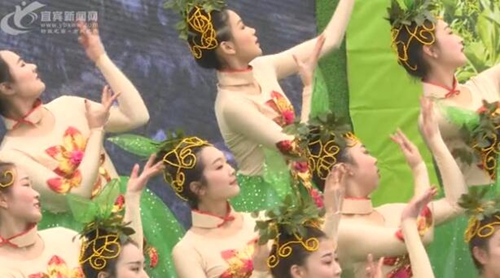 航拍宜宾最美早茶开园&nbsp;宜宾茶业迎“春天”(图2)