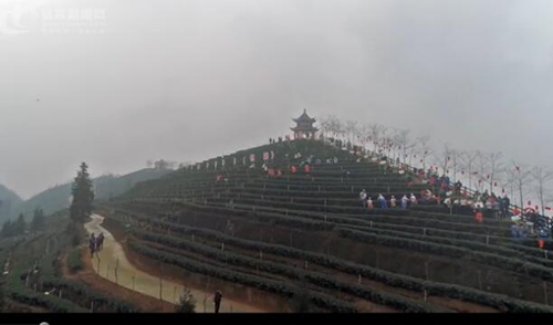 航拍宜宾最美早茶开园&nbsp;宜宾茶业迎“春天”