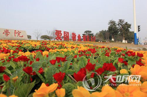 春节来临&nbsp;泸州100万盆鲜花为城市增添新景(图2)