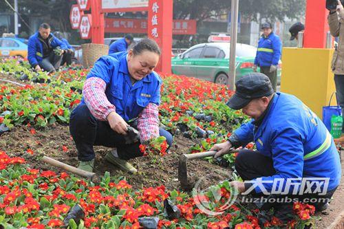 春节来临&nbsp;泸州100万盆鲜花为城市增添新景(图4)