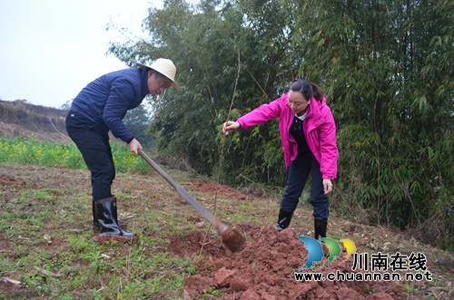泸县玉蟾街道开展义务植树活动(图1) 泸县玉蟾街道开展义务植树活动(图1)