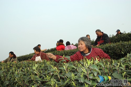 人民日报：纳溪区小茶叶托起亿元产业(图4)