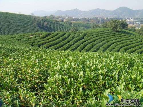 人民日报：纳溪区小茶叶托起亿元产业(图3)
