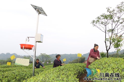 人民日报：纳溪区小茶叶托起亿元产业(图5)