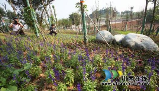 游客的福音：泸州市植物园升级“国字号”了！(图1)