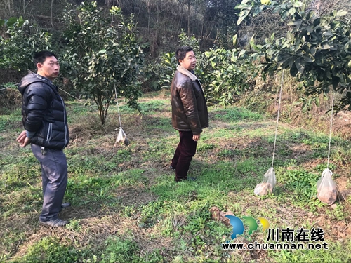 合江白鹿镇：农技员田间地头指导生产自救