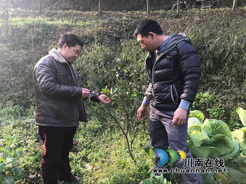 合江白鹿镇：农技员田间地头指导生产自救(图1)