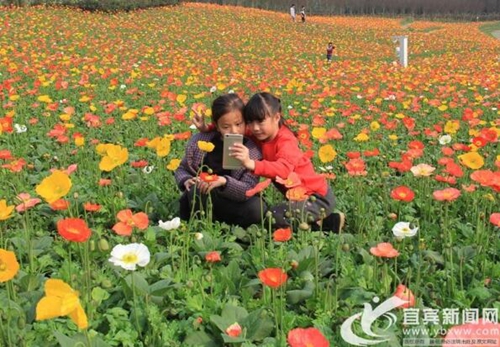 明日起 宜宾长宁蜀南花海女性执行优惠门票(图1) 明日起 宜宾长宁蜀南花海女性执行优惠门票(图1)