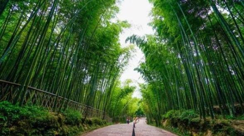 展翠竹美景&nbsp;全国两会期间蜀南竹海再上央视(图2)