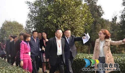 四川第六届茶叶开采活动周纳溪开幕 专家授课(图2) 四川第六届茶叶开采活动周纳溪开幕 专家授课(图2)
