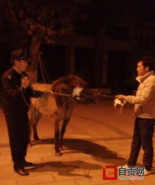自贡马儿深夜“越狱”&nbsp;耗尽体力被“逮捕”(图1)