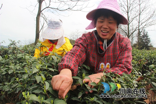 纳溪“川南雀舌”手工茶：指尖上的“非遗”(图2)