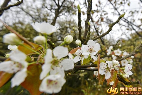 宜宾南溪区3月15日举行仙临梨花节&nbsp;助农增收(图1)