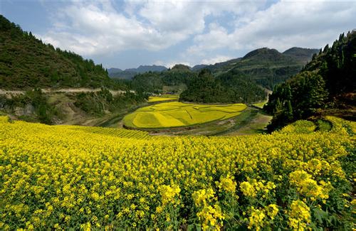 古蔺双沙菜花旅游文化开放月3月17日开幕(图2) 古蔺双沙菜花旅游文化开放月3月17日开幕(图2)