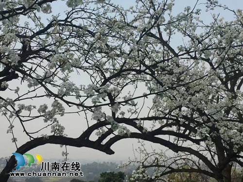 泸州第七届梨花诗会获奖作品现场揭晓(图1) 泸州第七届梨花诗会获奖作品现场揭晓(图1)