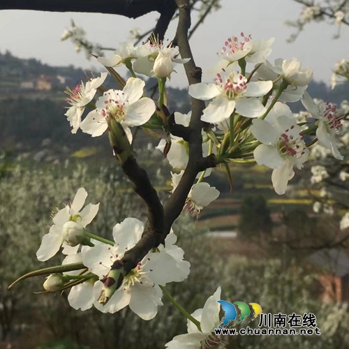 泸州第七届梨花诗会获奖作品现场揭晓(图2) 泸州第七届梨花诗会获奖作品现场揭晓(图2)