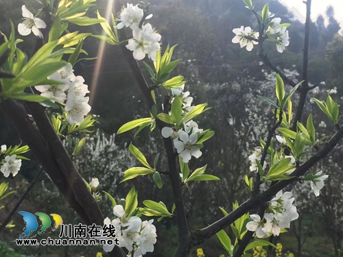 泸州第七届梨花诗会获奖作品现场揭晓(图3) 泸州第七届梨花诗会获奖作品现场揭晓(图3)