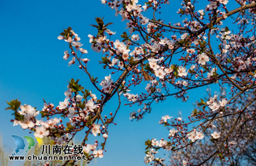 赛摄影赏李花 古蔺三道水约你相聚“花果山”(图3) 赛摄影赏李花 古蔺三道水约你相聚“花果山”(图3)