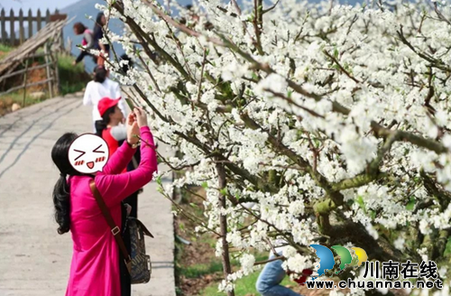 赛摄影赏李花 古蔺三道水约你相聚“花果山”(图12) 赛摄影赏李花 古蔺三道水约你相聚“花果山”(图12)