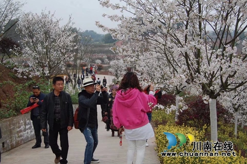 人间仙境,梦幻之园---丹林樱花谷与你相约(图9) 人间仙境,梦幻之园---丹林樱花谷与你相约(图9)