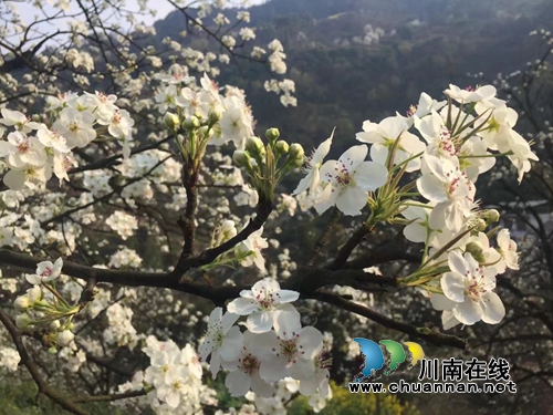 人间仙境,梦幻之园---丹林樱花谷与你相约(图13) 人间仙境,梦幻之园---丹林樱花谷与你相约(图13)