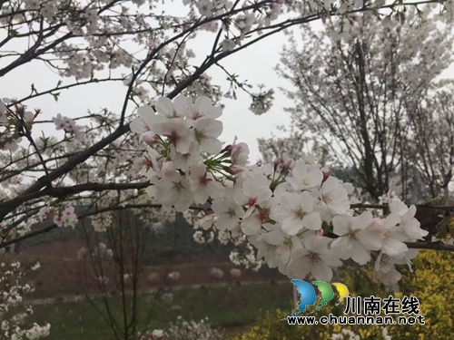 人间仙境,梦幻之园---丹林樱花谷与你相约(图14) 人间仙境,梦幻之园---丹林樱花谷与你相约(图14)
