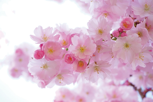 春暖花开&nbsp;泸州进入赏花季(图1)