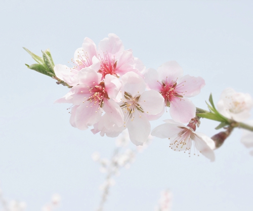 春暖花开&nbsp;泸州进入赏花季(图2)