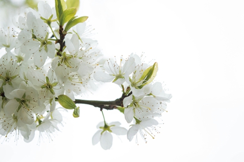 春暖花开&nbsp;泸州进入赏花季(图3)