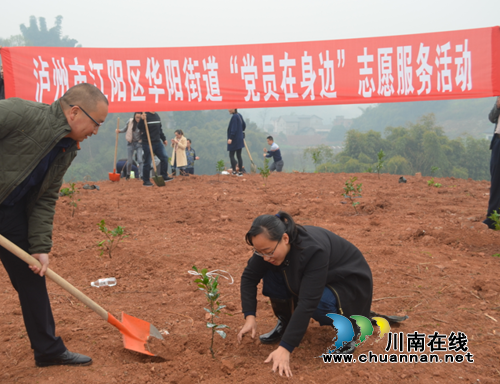 江阳区华阳街道开展第39个义务植树节活动(图1)