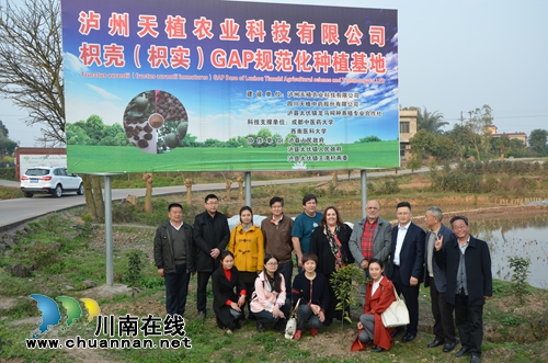 医学专家视察泸县太伏枳实枳壳中药材种植基地(图1)