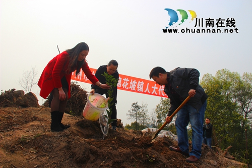纳溪区棉花坡镇：人大代表出力&nbsp;荒山变“金山”(图1)