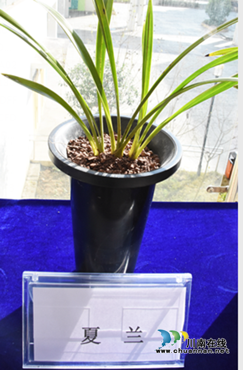 古蔺：打造“兰香”校园&nbsp;&nbsp;&nbsp;创建“品质”名校(图6)