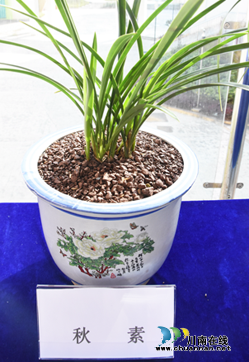 古蔺：打造“兰香”校园&nbsp;&nbsp;&nbsp;创建“品质”名校(图7)