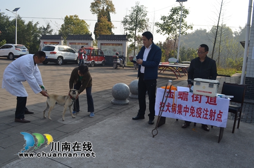 泸县玉蟾街道开展犬只狂犬病集中免疫注射工作
